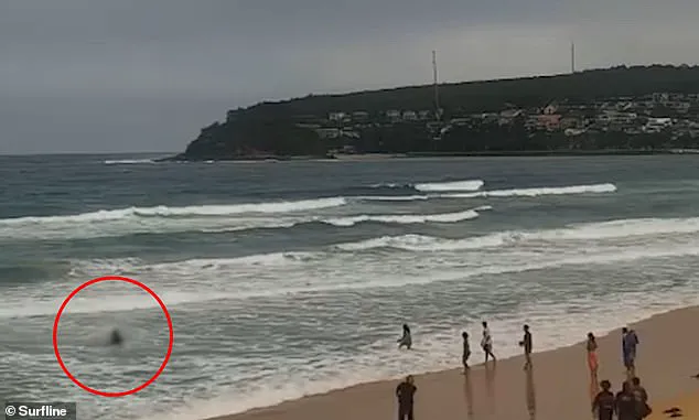Sydney Beaches on Lockdown After Three Shark Attacks in 26 Hours, as Community Reels from 'Unprecedented' Crisis