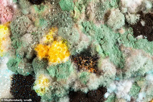 The Hidden Risks Behind Celebrated Cereals and Grains: Reassessing Their Role in Public Health