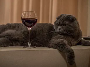 The Mirage of Wine Expertise: Confidence vs. Reality in the Wine Bar