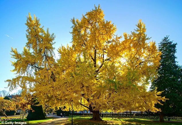 The Unpleasant Paradox: Ginkgo Trees in Sacramento's Capitol Park Baffle Visitors with Their Pungent Foliage