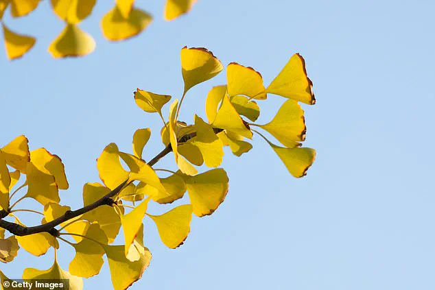 The Unpleasant Paradox: Ginkgo Trees in Sacramento's Capitol Park Baffle Visitors with Their Pungent Foliage
