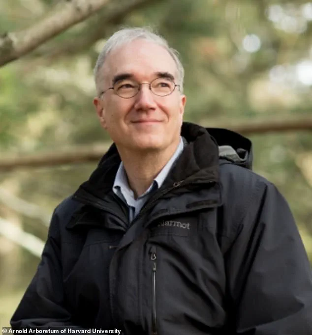 The Unpleasant Paradox: Ginkgo Trees in Sacramento's Capitol Park Baffle Visitors with Their Pungent Foliage