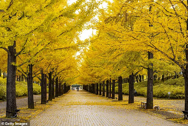 The Unpleasant Paradox: Ginkgo Trees in Sacramento's Capitol Park Baffle Visitors with Their Pungent Foliage