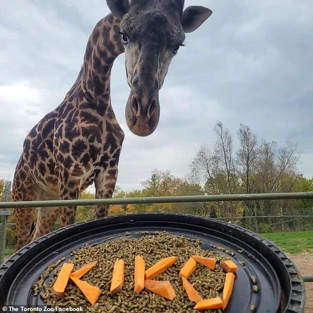Toronto Zoo Investigates Tragic Death of Endangered Giraffe Kiko in 'Freak Accident' at Expanded Habitat