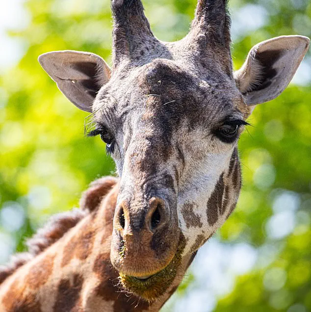 Toronto Zoo Investigates Tragic Death of Endangered Giraffe Kiko in 'Freak Accident' at Expanded Habitat