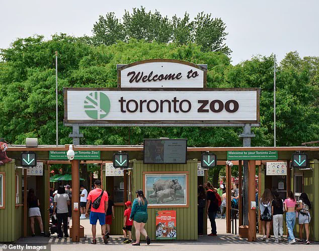 Toronto Zoo Investigates Tragic Death of Endangered Giraffe Kiko in 'Freak Accident' at Expanded Habitat