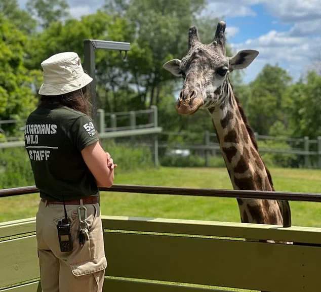 Toronto Zoo Investigates Tragic Death of Endangered Giraffe Kiko in 'Freak Accident' at Expanded Habitat