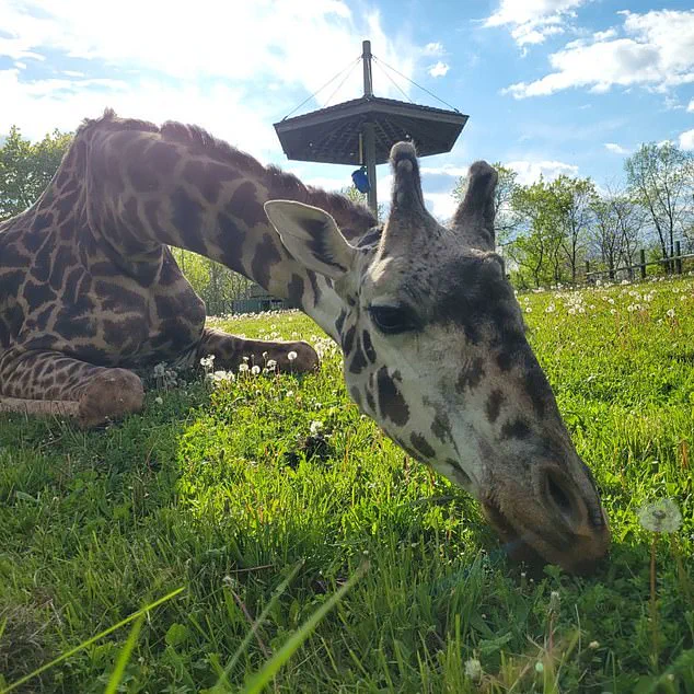 Toronto Zoo Investigates Tragic Death of Endangered Giraffe Kiko in 'Freak Accident' at Expanded Habitat