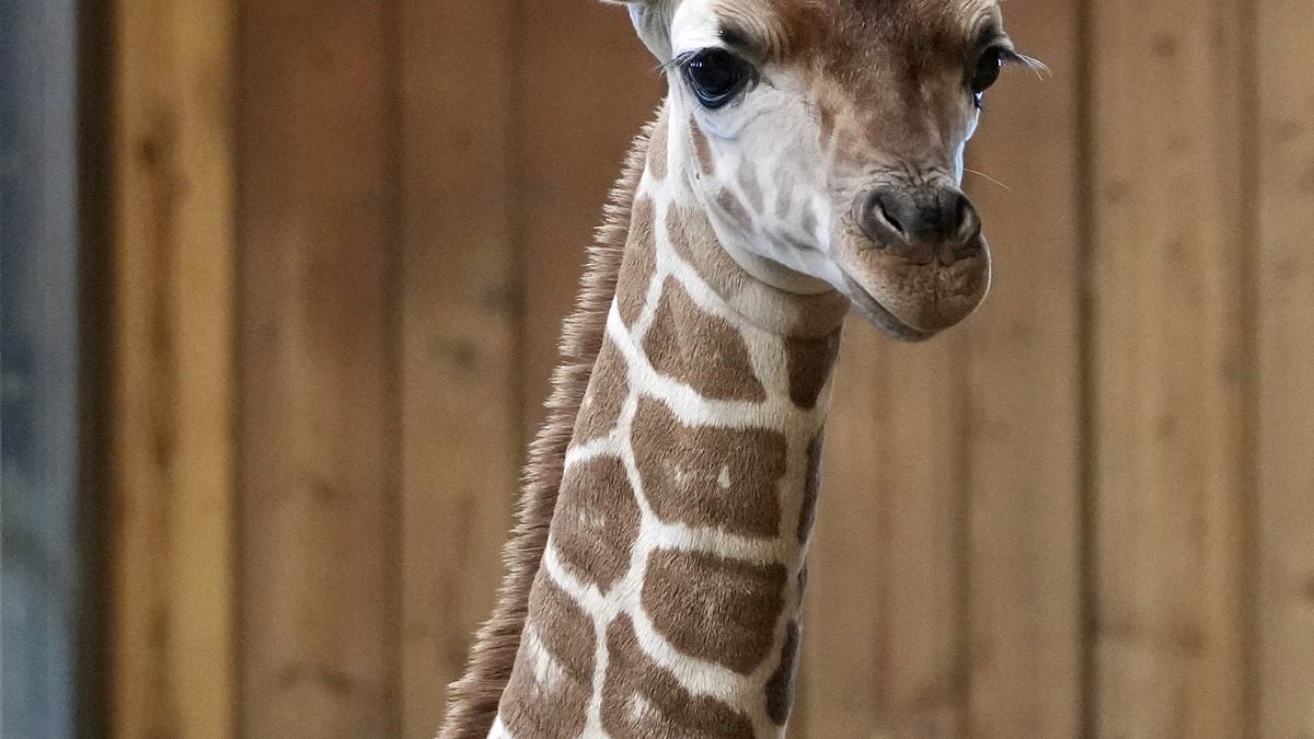 Tragic Death of Baby Giraffe Okidi at Detroit Zoo After Collision with Viewing Panel