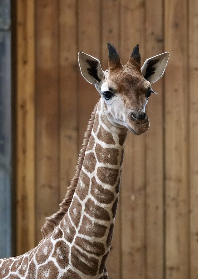 Tragic Death of Baby Giraffe Okidi at Detroit Zoo After Collision with Viewing Panel