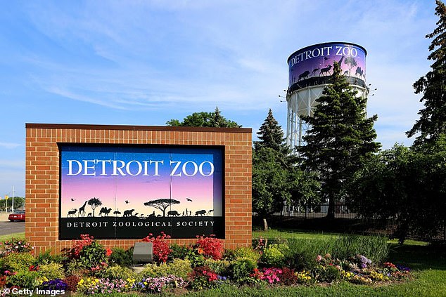 Tragic Death of Baby Giraffe Okidi at Detroit Zoo After Collision with Viewing Panel