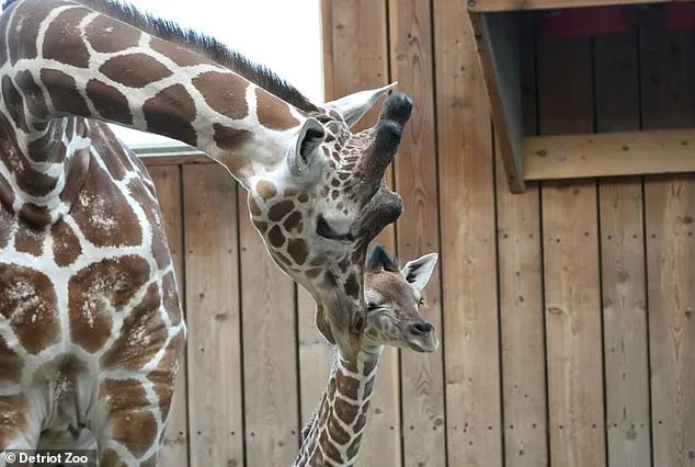 Tragic Death of Baby Giraffe Okidi at Detroit Zoo After Collision with Viewing Panel