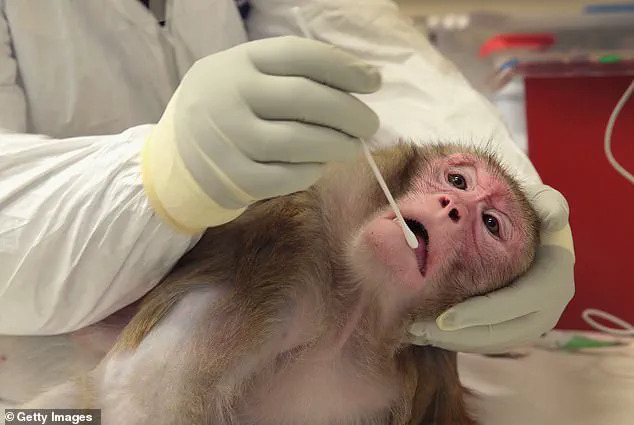 Trump's Regulatory Shift Halts CDC Primate Research, Redefining Biomedical Study Priorities