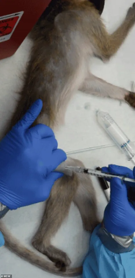 Trump's Regulatory Shift Halts CDC Primate Research, Redefining Biomedical Study Priorities