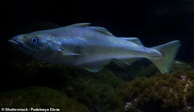 UK Fish and Chip Industry Turns to Saithe as Overfishing Crisis Deepens