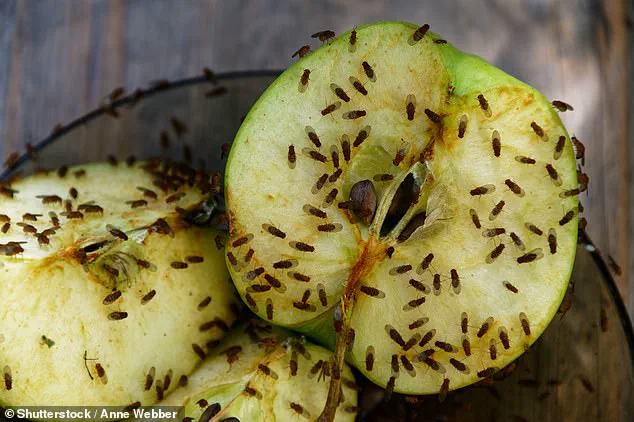 Unexpected Autumn Surge in Fruit Fly Infestations Stuns UK Homeowners
