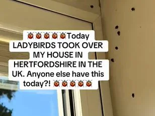 Unexpected Autumn Surge in Fruit Fly Infestations Stuns UK Homeowners