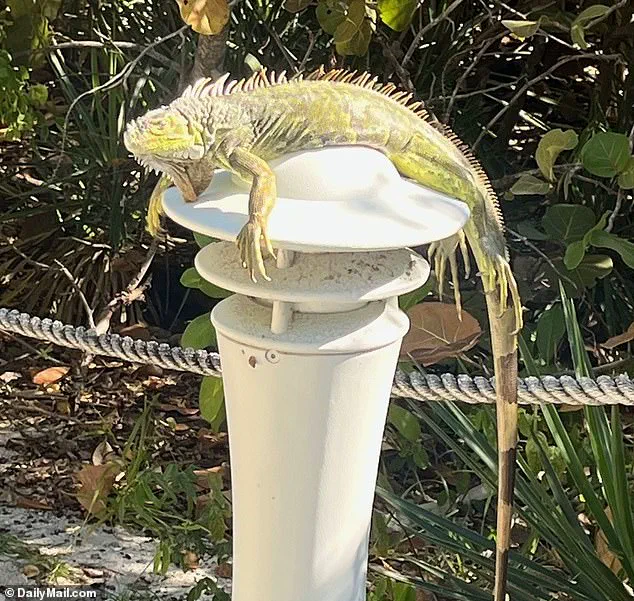 Unusual Cold Snap Stuns Invasive Iguanas, Leaving Them Motionless in South Florida