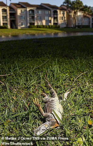 Unusual Cold Snap Stuns Invasive Iguanas, Leaving Them Motionless in South Florida