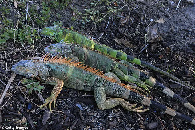 Unusual Cold Snap Stuns Invasive Iguanas, Leaving Them Motionless in South Florida