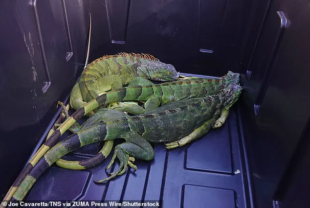 Unusual Cold Snap Stuns Invasive Iguanas, Leaving Them Motionless in South Florida