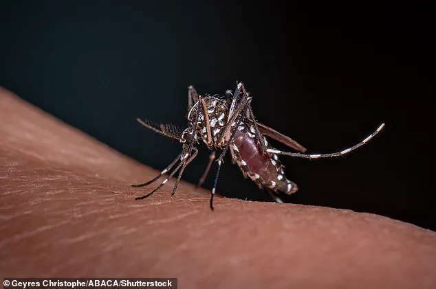 Urgent Alert: Disease-Carrying Mosquitoes Detected in Britain, Experts Warn of Emerging Health Threat