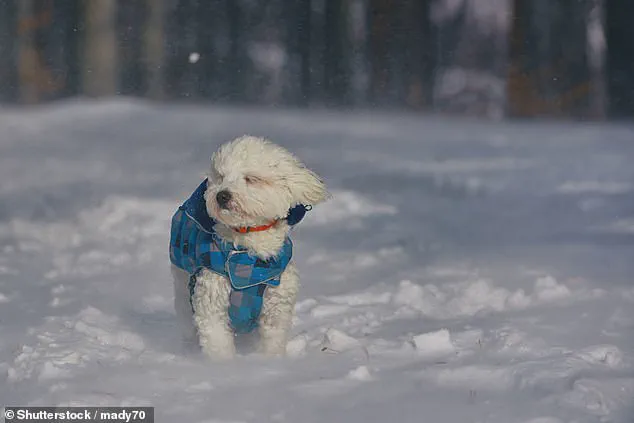 Urgent Alert: UK Vets Warn of Snow Bomb's Threat to Pet Safety Amid Extreme Cold