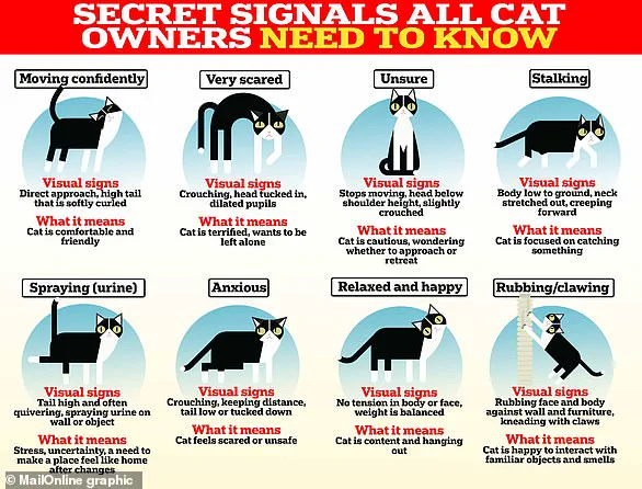 Urgent Alert: UK Vets Warn of Snow Bomb's Threat to Pet Safety Amid Extreme Cold