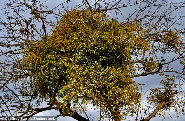 Urgent Holiday Alert: Mistletoe's Parasitic Threat to Families and Trees