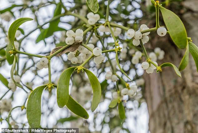 Urgent Holiday Alert: Mistletoe's Parasitic Threat to Families and Trees