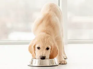 Urgent Recall of Eggs Linked to Salmonella Outbreak Sparks Public Health Concerns