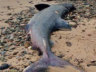 Urgent Warning: Toxic Plastic Pellets Threaten Pets, Wildlife on Camber Sands Beach as Environmental Experts Sound the Alarm