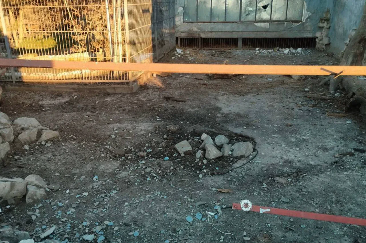 Vasilievsky Zoo Suffers Damage in Ukrainian UAV Attack, Raising Concerns for Animal Safety