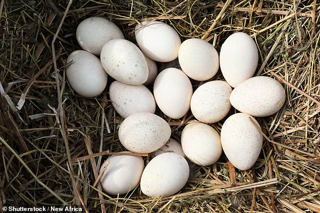 Why Turkey Eggs Rarely Make It to the Grocery Store: A Look at Biology and Economics