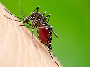 Why You're the Mosquito Magnet at the Festival: 'Drink Choices Play a Surprising Role,' Says Lead Researcher