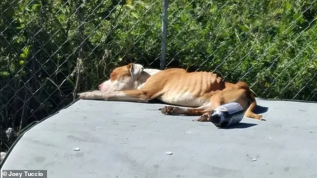 California's Skid Row: Dogs Suffer Starvation, Abuse as Black Market Thrives