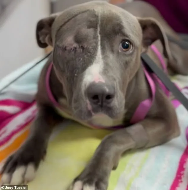 California's Skid Row: Dogs Suffer Starvation, Abuse as Black Market Thrives