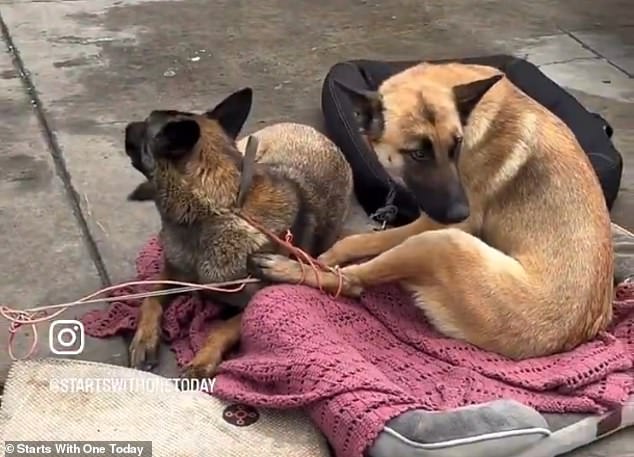 California's Skid Row: Dogs Suffer Starvation, Abuse as Black Market Thrives