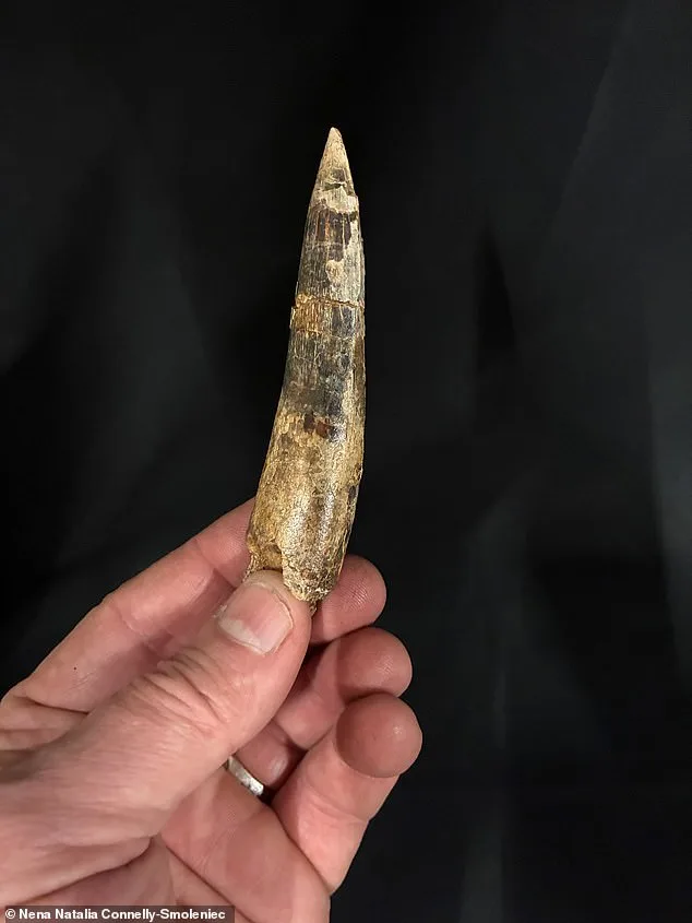 Sahara's Massive Fossil Skull Sparks Dragon Debate: New Spinosaurus Species Redefines Ancient Ecosystems