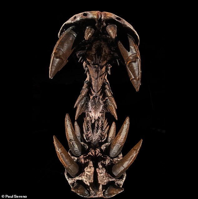 Sahara's Massive Fossil Skull Sparks Dragon Debate: New Spinosaurus Species Redefines Ancient Ecosystems