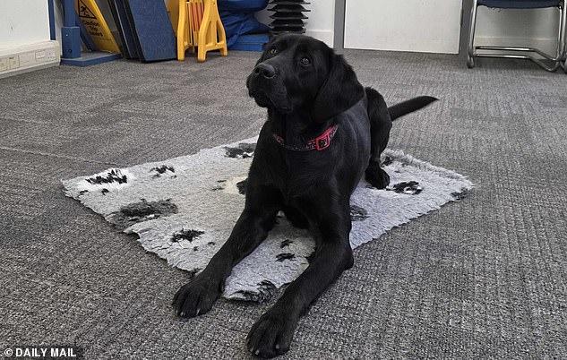 The Art and Science of Guide Dog Matchmaking: How Ellie Brown Finds Perfect Pairs for Dogs and Humans