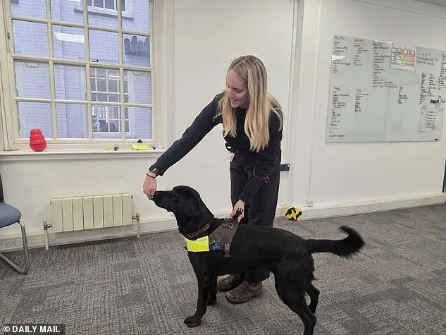 The Art and Science of Guide Dog Matchmaking: How Ellie Brown Finds Perfect Pairs for Dogs and Humans