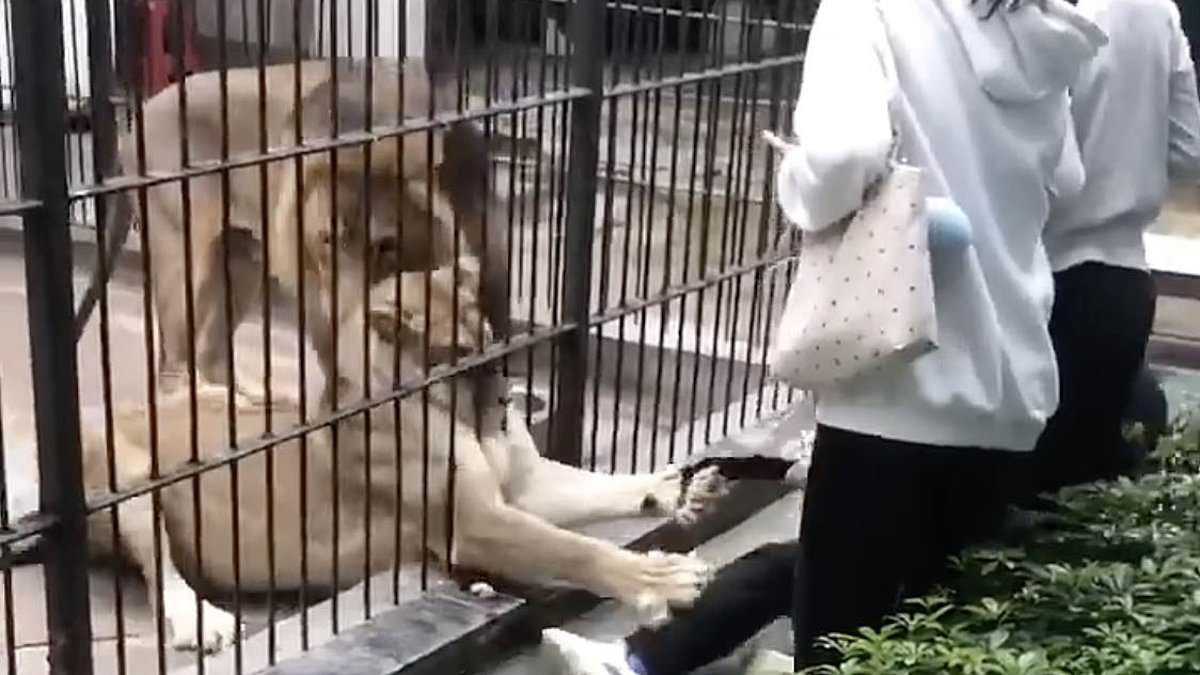 10-Year-Old Girl Mauled by Lion at Chinese Zoo Sparks Safety Concerns