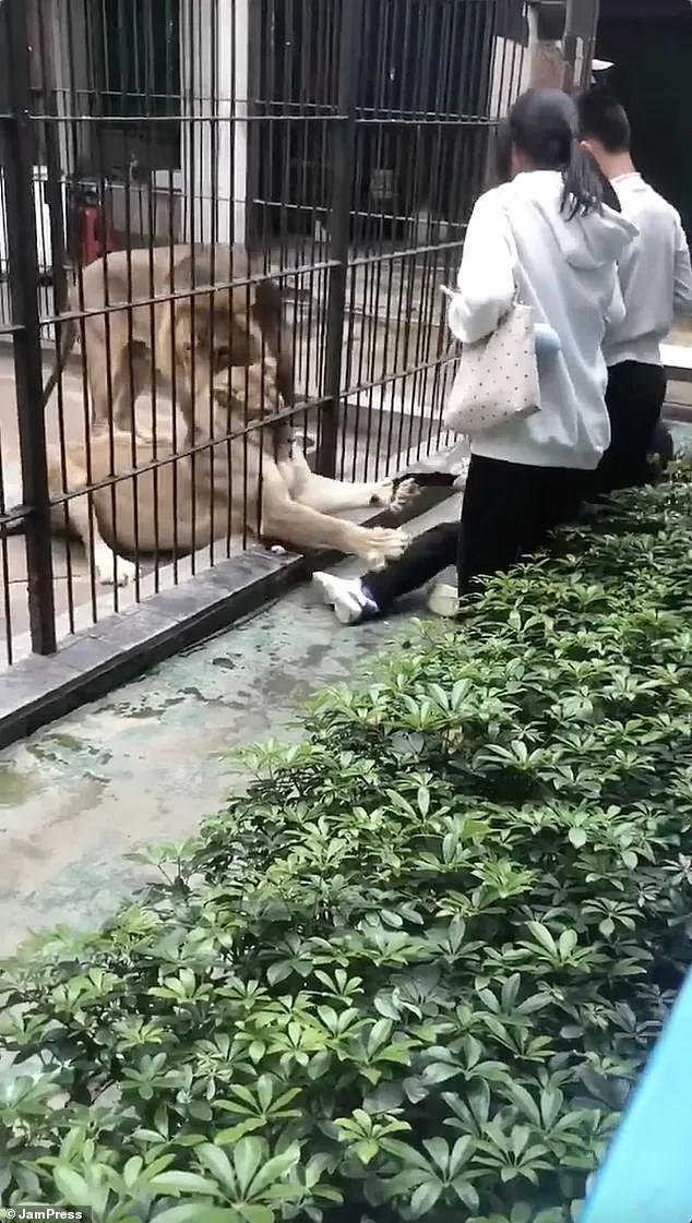 10-Year-Old Girl Mauled by Lion at Chinese Zoo Sparks Safety Concerns