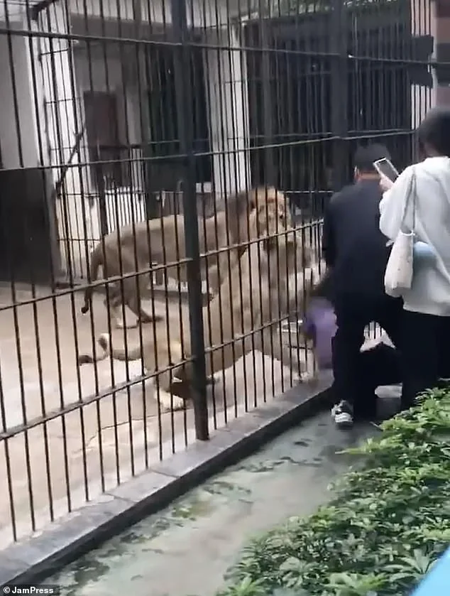 10-Year-Old Girl Mauled by Lion at Chinese Zoo Sparks Safety Concerns