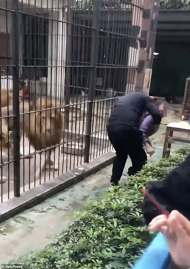 10-Year-Old Girl Mauled by Lion at Chinese Zoo Sparks Safety Concerns