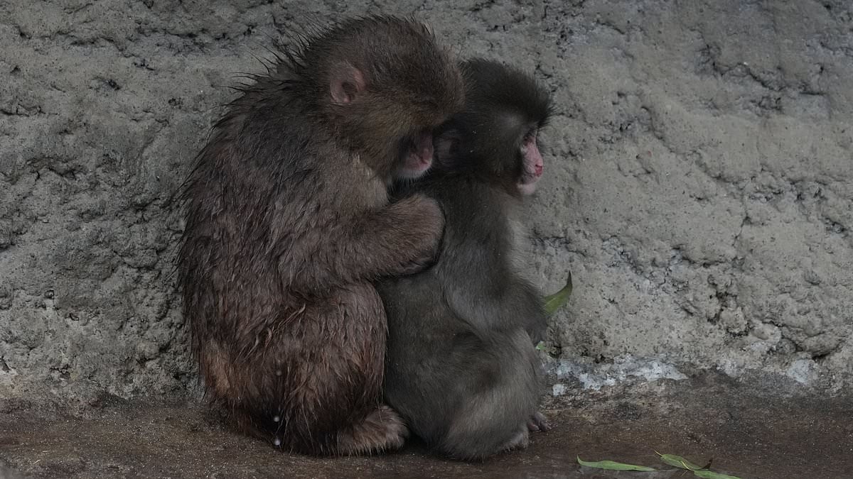 Orphaned Macaque Punch Shows Signs of Social Integration After Months with Plush Toy