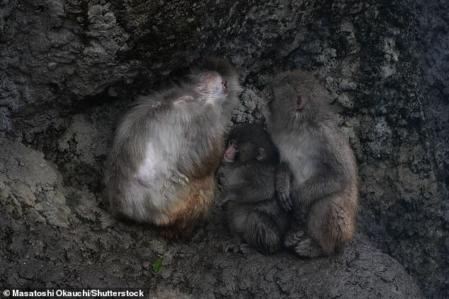 Orphaned Macaque Punch Shows Signs of Social Integration After Months with Plush Toy