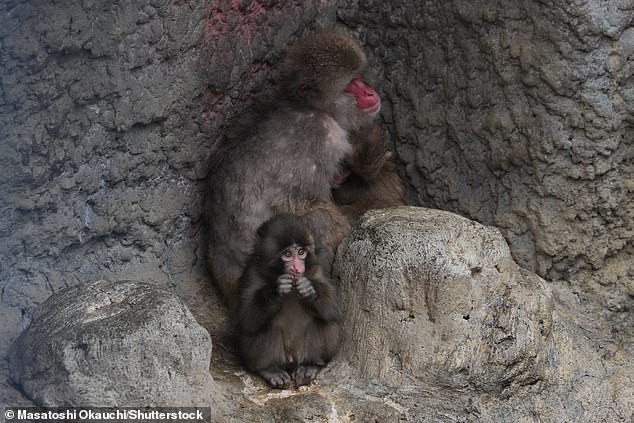 Orphaned Macaque Punch Shows Signs of Social Integration After Months with Plush Toy