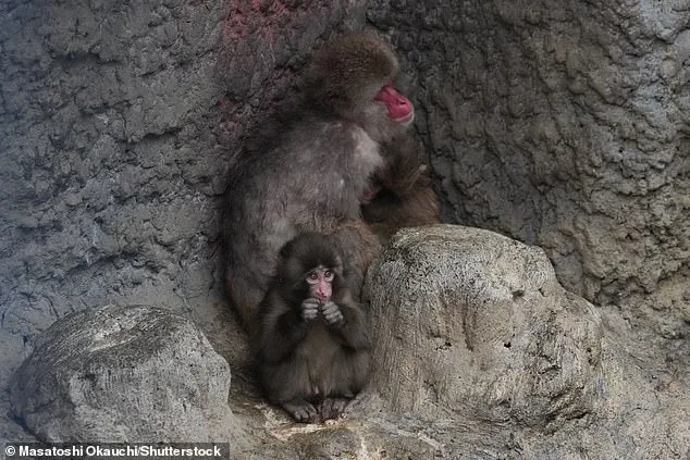 Orphaned Macaque Punch Shows Signs of Social Integration After Months with Plush Toy